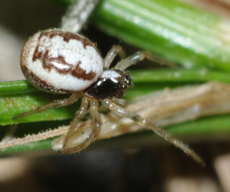 Hypsosinga albovittata - Arcavacata di Rende (CS)